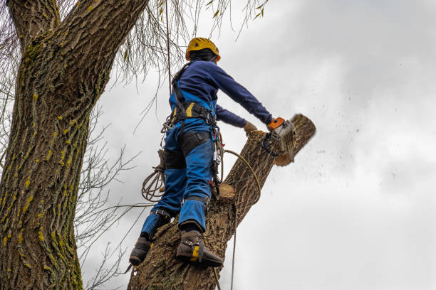 Best Professional Tree Care  in Warren, OH